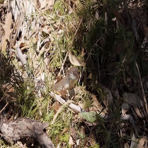 Lizard on dry leaves Stock Footage 69493675