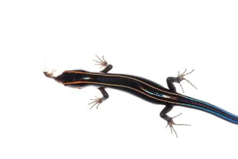 Lizard eat roach Stock Photos