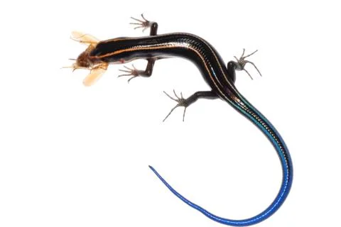 Lizard eat roach Stock-Fotos