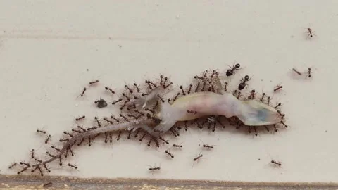 Lizard eaten by black ants. Stock Footage 200866933