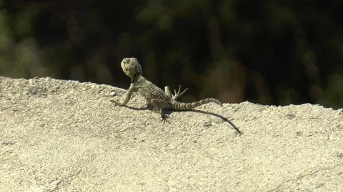 Lizard Eating Ants Stock Footage 95842180