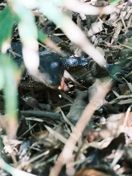 A lizard is eating a bug in the dirt Stock Photos