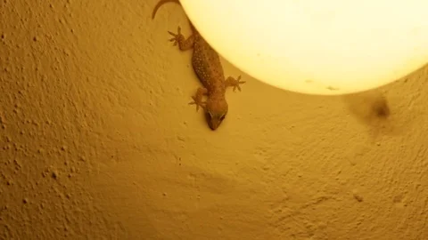Lizard eating a bug Stock Footage 70317808