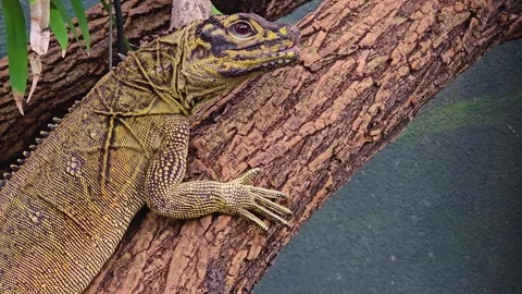 Lizard eating a bug. Stock Footage 263674026