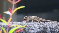 a lizard catching a cockroach - EFE