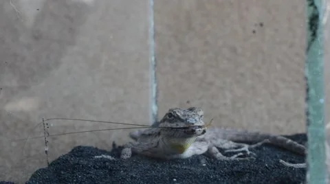 Lizard eating cricket Stock Footage 46834024