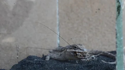 Lizard eating cricket Stock Footage 46834429