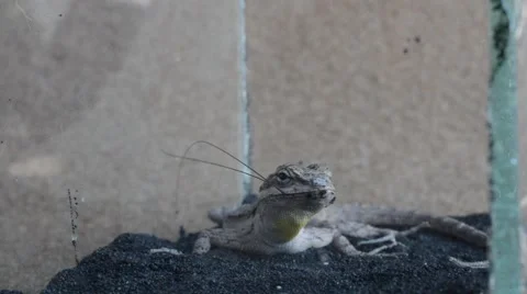 Lizard eating cricket Stock Footage 46834457
