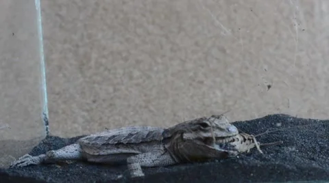 Lizard eating cricket Stock Footage 46834894