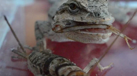 Lizard eating crickets leg Stock Footage 46834465