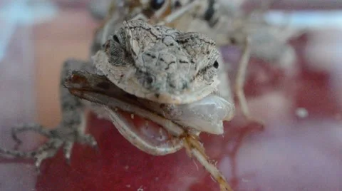 Lizard eating crickets leg Stock Footage 46834749