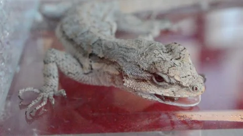 Lizard eating crickets leg Stock Footage 46834893