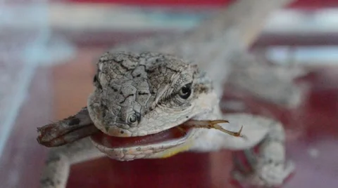 Lizard eating crickets leg Stock Footage 46834919