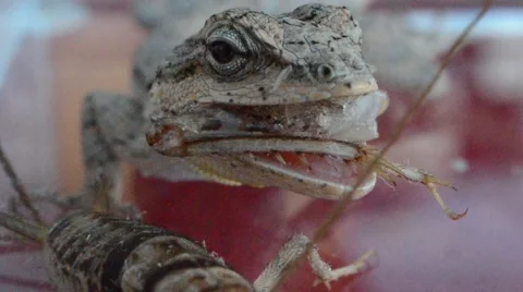 Lizard eating crickets leg Stock Footage 46835186