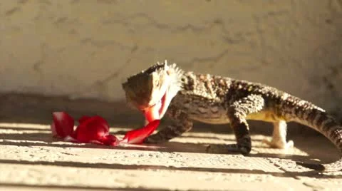 Lizard Eating Flower Stock Footage 15591499