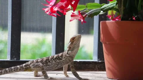 Lizard Eating Flower Vidéo 16225758