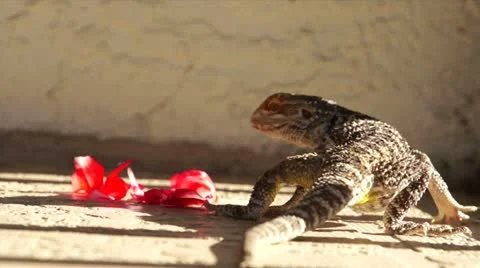 Lizard eating flowers Vidéo 15580808