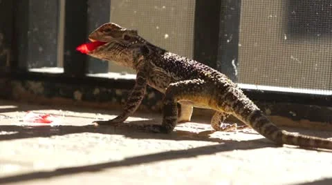 Lizard Eating Flowers Stock Footage 15584798