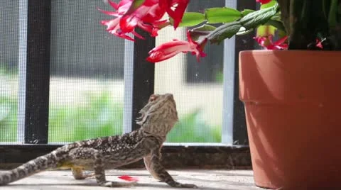 Lizard Eating Flowers Vidéo 16217018