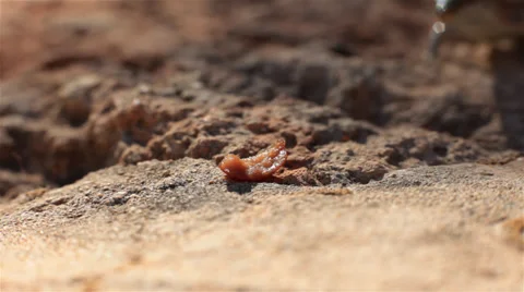 Lizard eating Stock Footage 35529208