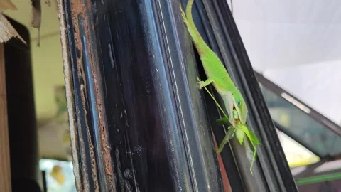 Lizard eating insect, macro closeup Stock Footage 302283613