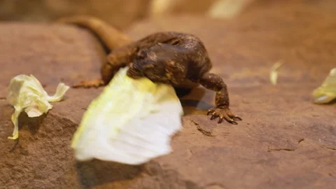 Lizard eating lettuce  Stock Footage 234174467