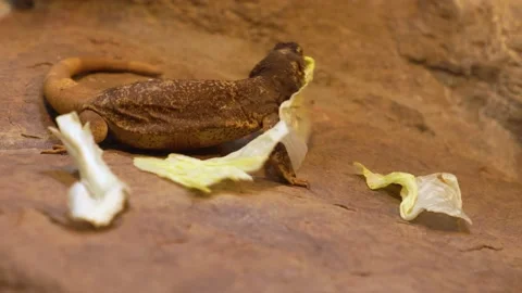 Lizard eating lettuce Stock Footage 236703405