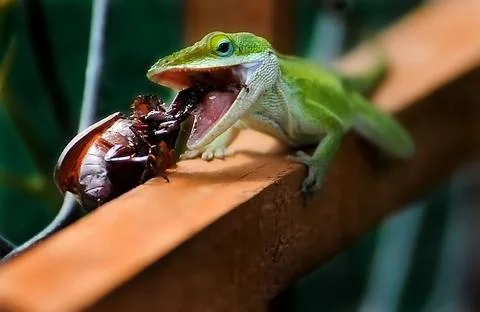 Lizard eating Stock Photos