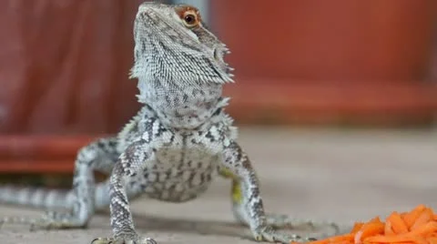 Lizard eating shaved carrots Vidéo 16335672