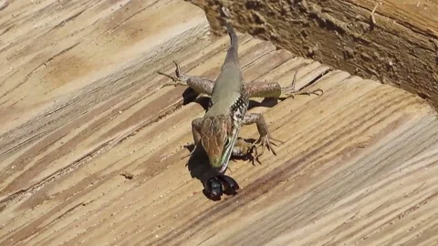 Lizard eats beetle Stock Footage 153069967