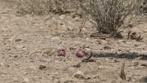 Lizard eats a cactus fruit in the Sonoran desert, Arizona  Stock Footage 277437717