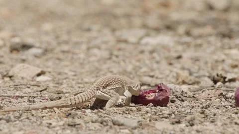 Lizard eats a cactus fruit in the Sonoran desert, Arizona  Stock Footage 277437722