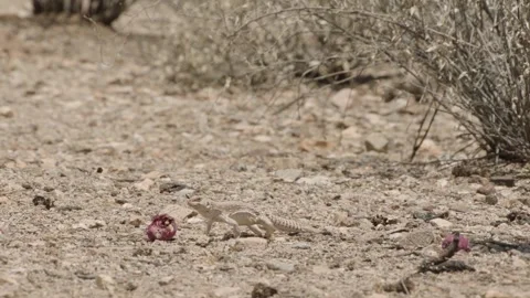 Lizard eats a cactus fruit in the Sonoran desert, Arizona  Stock Footage 277437729