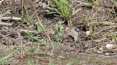 Lizard eats Stock Footage 129202131