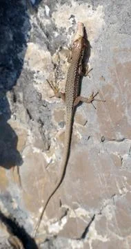 A lizard eats an insect Stock Photos