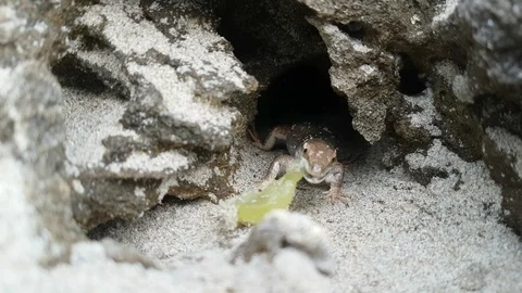 Lizard eats on the sand in a rock 스톡 동영상 94807097