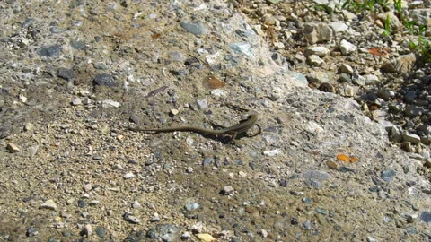 Lizard eats small larva Stock Footage 94240707
