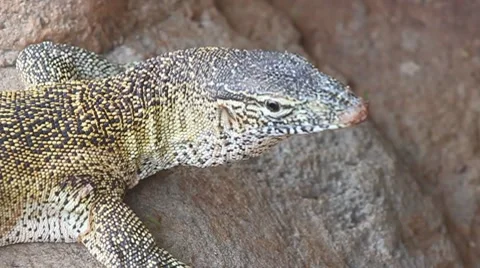 Lizard Echse Stock Footage 8156269