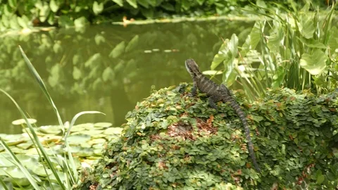 Lizard on edge of pond Stock Footage 104027174