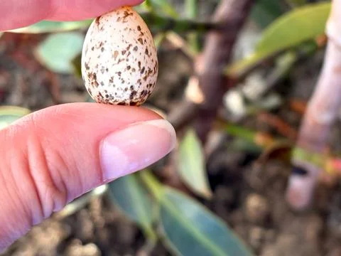 Lizard egg in hand close-up. Stock Photos