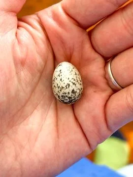 Lizard egg in the palm of your hand. Small spotted egg. Stock Photos
