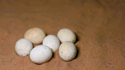 Lizard eggs camera pan Vídeos de archivo 105373369