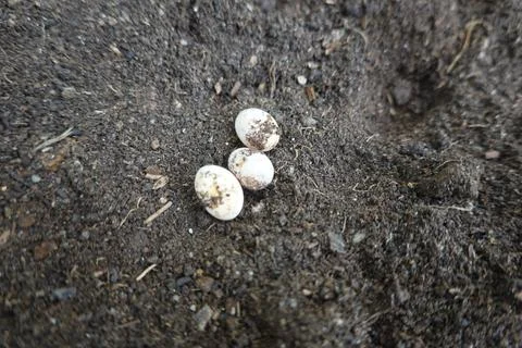 Lizard eggs found in soil burrow nest Stock Photos