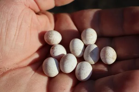 Lizard eggs lying in the palm of an elderly man Stock Photos