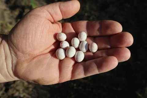 Lizard eggs lying in the palm of an elderly man Stock Photos