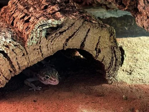 Lizard emerging from tree trunk Stock Photos