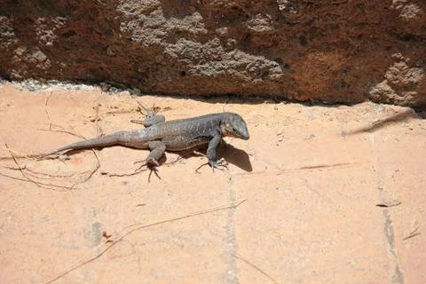 Lizard enjoying the sun Stock Photos