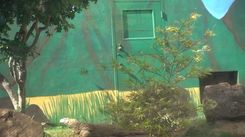 Lizard exhibit Stock Footage 104763034