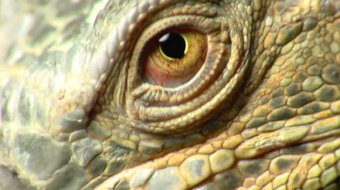Lizard Eye Macro Shot Stock Footage