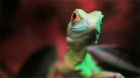 Lizard Face Stock Footage 22024896